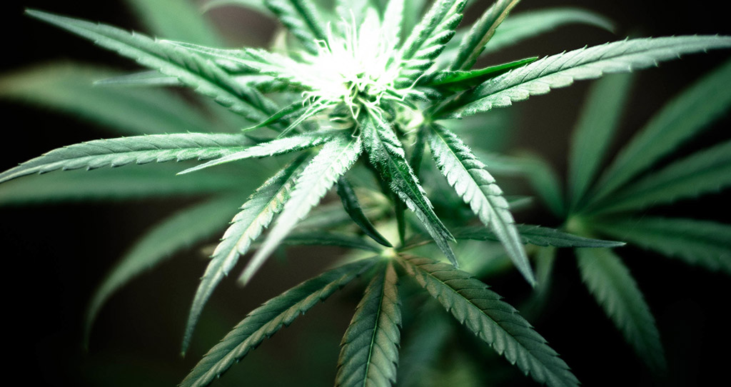 Cannabis Lizenz: Unternehmer stellen Weichen für Ausschreibungsverfahren!